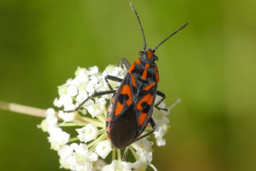 Réf. 289 862 : Spilostethus saxatilis